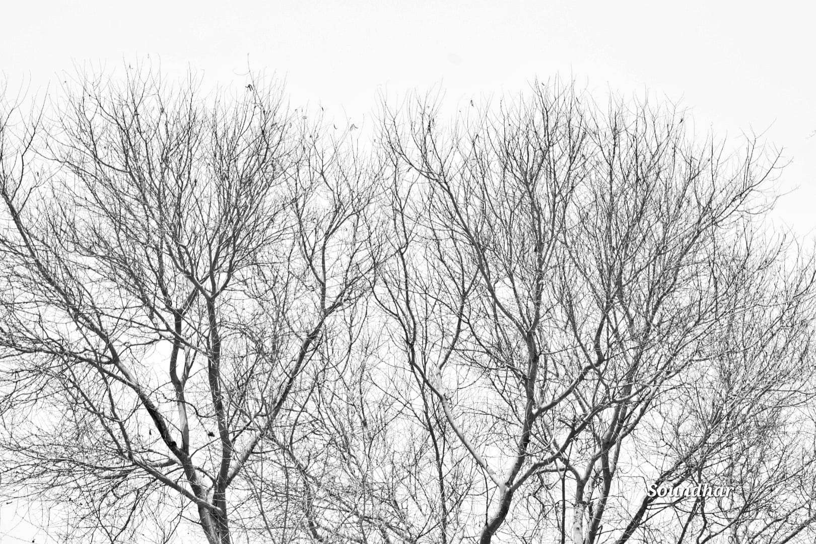 Tree branches silhouette